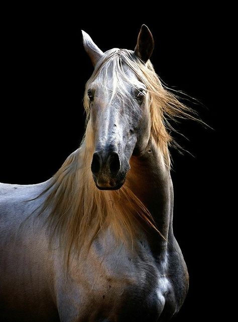 Horse Gorgeous Horses, Most Beautiful Animals, Majestic Horse, All The Pretty Horses, Wild Horse, Pretty Horses, Horse Photography, Horse Pictures, Horse Love