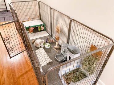 Holland Lop Bunnies Care House Rabbit, Pet Bunny Enclosure, Best Indoor Bunny Setup, Bunny Run Indoor, Large Bunny Enclosure Indoor, Bunny Homes Indoor Diy, Best Bunny Cage Set Up, Rabitt House Diy Indoor, Mini Lop Bunny Cage Indoor Rabbit