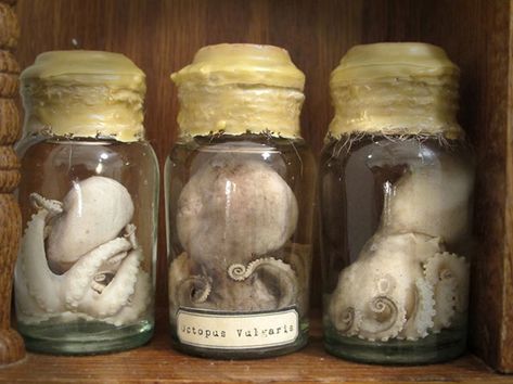 Octopus Vulgaris, Wet Specimen Taxidermy, Macabre Decor, Solid Bubble Bath, Wet Specimen, Baby Octopus, Plastic Christmas Tree, Victorian Books, Skull Candle