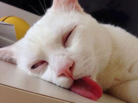 setsu-chan Cat Was Just Given the Title of Most Awful Sleeping Face in Japan Cats Sleeping Funny, Drunk Cat, Tgif Friday, Bobtail Cat, Ugly Cat, Cute Kitten Gif, Gorgeous Cats, Kitten Gif, Eyes Closed