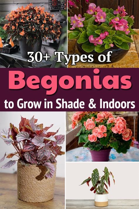 Explore different Begonia Types and add colors in your home decor and gardens with beautiful blooms and variegated foliage! Begonia Indoors Houseplant, Pink Begonias In Pots, Begonia In Pots, How To Propagate Bromeliads, Begonia Varieties And Names, Different Types Of Begonias, Weeping Begonia Plant, Types Of Begonias Plants, Begonias In Pots Front Porches