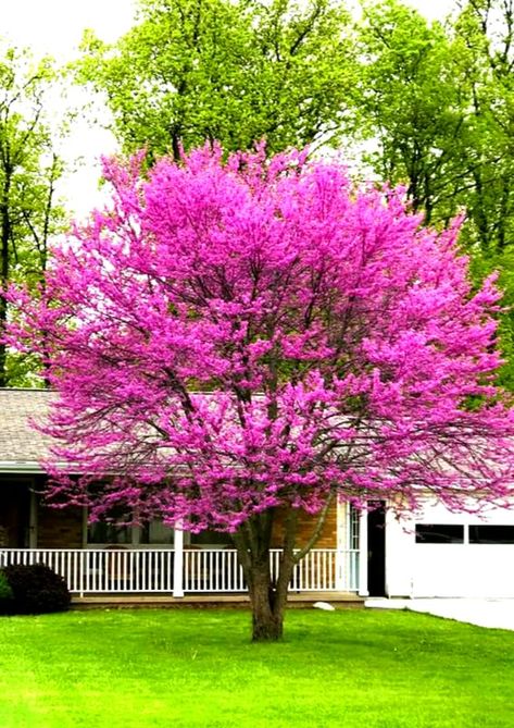 PRICES MAY VARY. Sun: Full Sun to Partial Shade Can not ship to CA. Zone: 4 to 9. Pack 5 Eastern Redbud Trees Live Plants Bare Roots Seedlings, 12 to 24 Inch Tall, Red Bud Tree Plants Live, Purple Lavender Redbud Blooms Color Pack 5 Eastern Redbud Trees Live Plants Bare Roots Seedlings, 12 to 24 Inch Tall, Red Bud Tree Plants Live, Purple Lavender Redbud Blooms Color Eastern Red Bud, Burning Bush Shrub, Rising Sun Redbud, Eastern Redbud Tree, Redbud Trees, Shade Tolerant Plants, Eastern Redbud, Flowering Bushes, Tree Seedlings