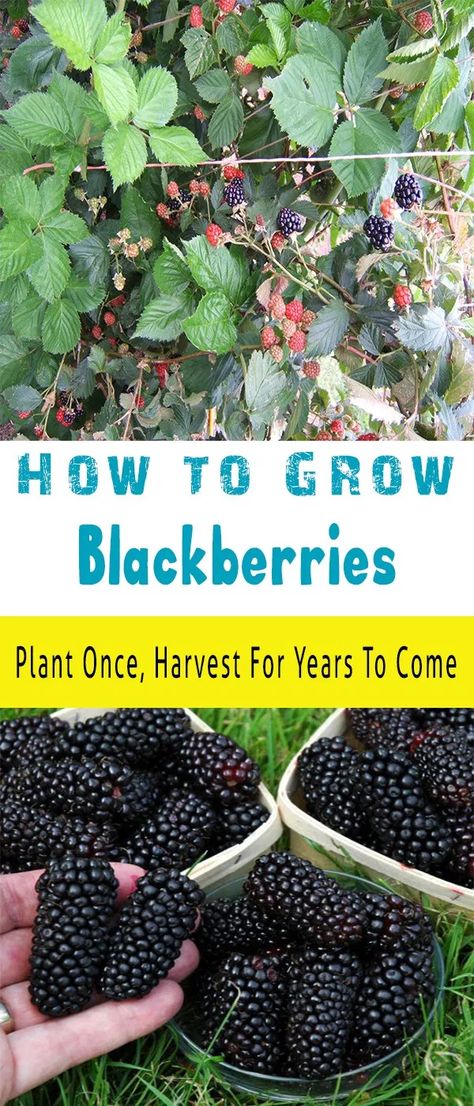 how to grow blackberries - Organic Gardening How To Grow Blackberries, Grow Blackberries, Grow Berries, Growing Berries, Plantarea Legumelor, Blackberry Plants, Growing Blackberries, Hydroponic Growing, Garden Vines