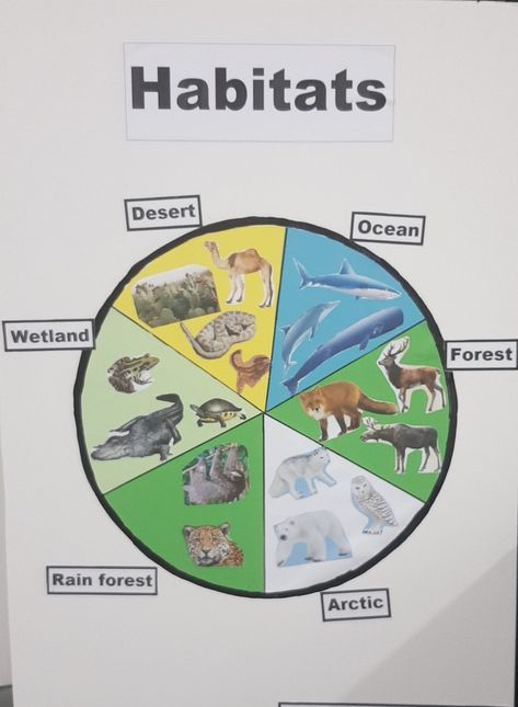 Science Habitats Activities, Living Things And Their Habitats Ks2, Animal Habitat Project Kindergarten, Living Things And Their Habitats Display, 2nd Grade Habitat Project, 1st Grade Animal Habitat Project, Animal Habitat Crafts For Preschool, Ecosystem Projects For Kids, Habitats Projects For Kids