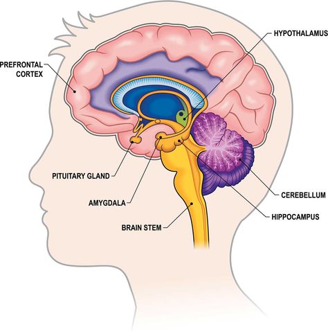 Brain Anatomy and How the Brain Works | Johns Hopkins Medicine Hippocampus Brain, Brain Anatomy And Function, Human Brain Anatomy, Brain System, Nursing School Essential, Brain Surgeon, Basic Anatomy And Physiology, Adverse Childhood Experiences, Brain Structure