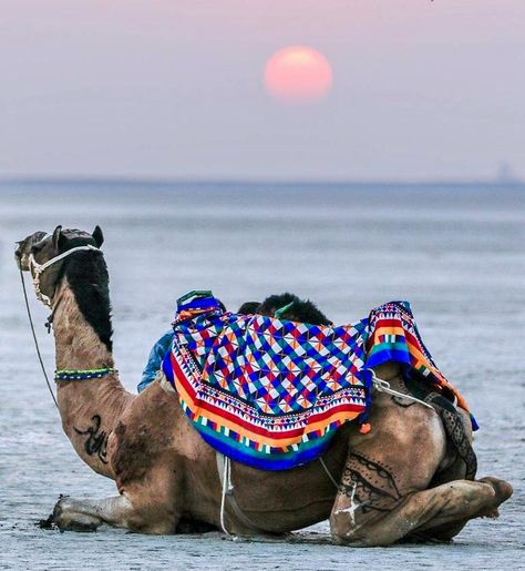 The Rann of Kutch. Ran Of Kutch Photography, Rann Of Kutch Photography, Chania Choli, Rann Of Kutch, Iskcon Krishna, India Travel Places, Yoga Facts, Desert Safari Dubai, Sky Art Painting