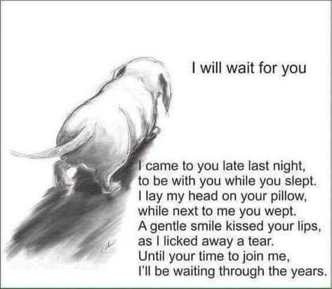 Miss My Dog, Quotes Heart, Dog Poems, Dog Quotes Love, Dog Heaven, Pet Remembrance, Dog Memorial, Dachshund Dog, Animal Quotes