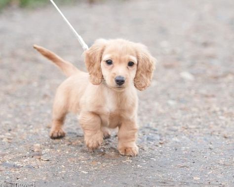 Mini Long Hair Dachshund pup.exactly how my baby boy Bolt looked like when we got him #Labrador #Retriever #puppy Long Hair Dachshund, Daschund Puppies, Dachshund Breed, Baby Dachshund, Miniature Dachshunds, Long Haired Dachshund, Miniature Dachshund, Weenie Dogs, Mini Dachshund