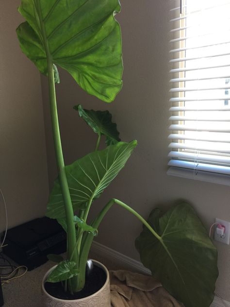 Elephant Ear House Plant, Alocasia Elephant Ears Plants, Elephant Eats Plants, Potted Elephant Ears, Indoor Elephant Ear Plant, Purple Elephant Ears Plants, Elephant Ears Plants In Pots, Elephant Ears Plants Indoor, Elephant Ear Indoor