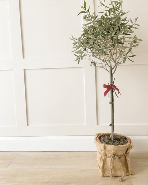 @themayfieldhome on Instagram: “Who else loves Olive trees? Jack bought me this tree just before Christmas, and the size is perfect! Maybe when the weather gets better I…” Christmas Olive Tree, Olive Tree As Christmas Tree, Olive Christmas Tree, Olive Tree Lights, Table Top Olive Tree, Olive Green Trees, Olive Tree, Bettering Myself, Before Christmas