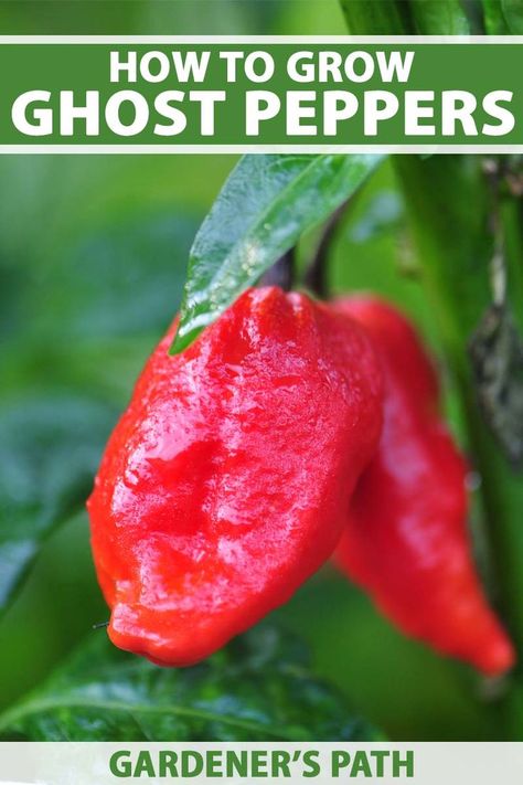 If you can stand the heat, why not try growing ghost peppers? Once thought to be the hottest pepper in the world, the Bhut Jolokia packs an almighty punch of flavor and adds sizzling heat to a variety of dishes. Learn how to grow ghost peppers with these top tips from Gardener's Path. #ghost #hotpeppers #gardenerspath Growing Hot Pepper, Growing Peppers, Bhut Jolokia, Pepper Plant, Spice Garden, Vegetable Benefits, Ghost Pepper, Vegetable Garden For Beginners, Indoor Vegetable Gardening