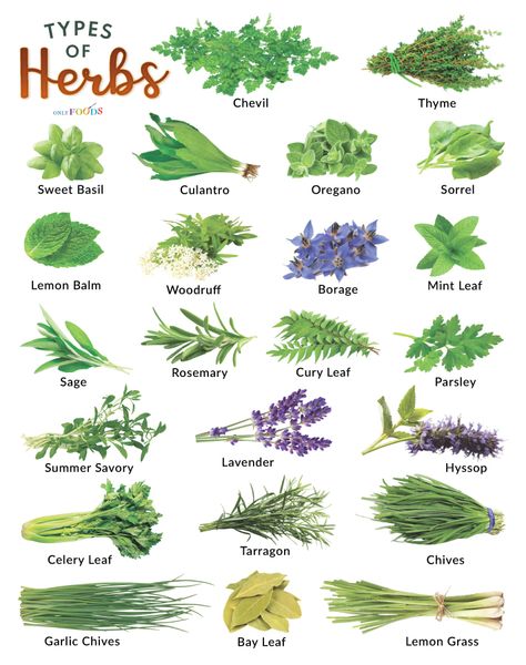 Herb Charts Free Printable, List Of Herbs For Witchcraft, Turkish Spices, Wicca Recipes, Kitchen Gardening, African Spices, Salmon Spices, Long Pepper, Asian Spices