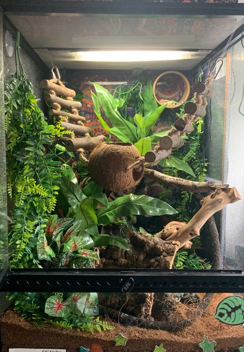 Crested Geckos Habitat, Crested Gecko Habitat Terrariums, Aesthetic Gecko Tank, Cute Reptile Enclosure, Hexagon Crested Gecko Terrarium, Giant Day Gecko Terrarium, Cute Crested Gecko Tank Ideas, Leaped Gecko Tank Set Up, Lizard Enclosure Ideas