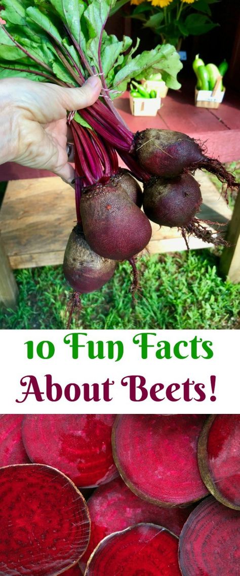 10 Fun Facts About Beets! How To Grow Beets, Grow Beets, Growing Beets, 10 Fun Facts, Raw Beets, Low Stomach Acid, Beet Recipes, Fall Vegetables, Garden Solutions