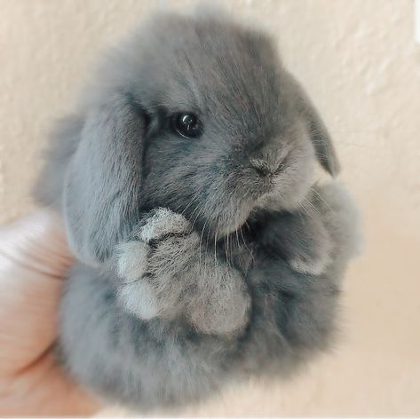 Holland Lop Bunnies, Bunny Room, Cutee Animals, Cute Bunny Pictures, Grey Bunny, Pet Bunny, Bunny Pictures, Baby Bunny