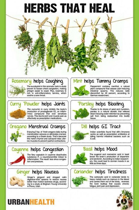 Herbs That Heal Poster Healing With Herbs, Herbs And Spices Health Benefits, Herbs Health Benefits, Herbs That Heal, Herb Uses Medicine, Menaposal Herbs, Healing Herbs Medicine, Herbs To Burn, Herb Properties