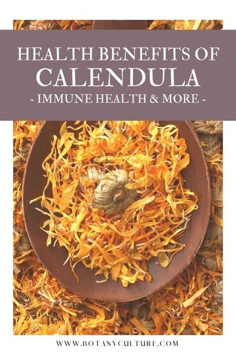 Calendula Tea Benefits, Calendula Flower Benefits, Calendula Magical Properties, Internal Healing, Benefits Of Calendula, Calendula Tea, Herbal Medicine Recipes, Garden 2023, Calendula Benefits