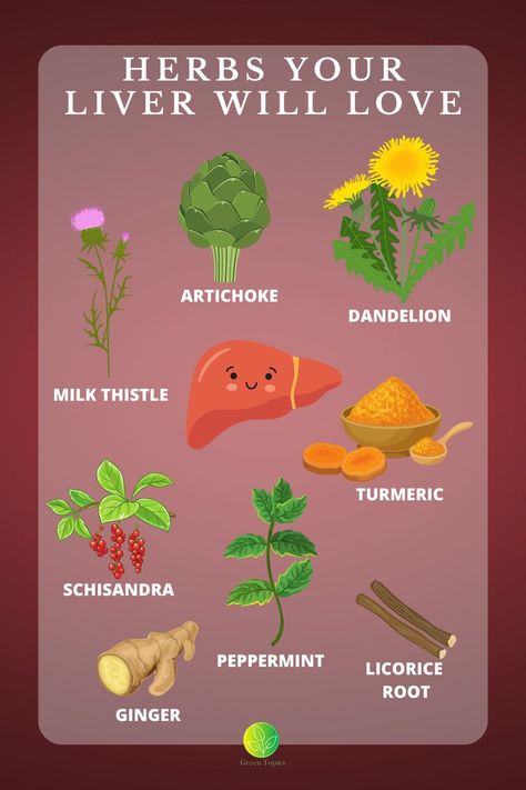 Liver Herbs, Detoxifying Herbs, Healthy Liver Diet, Osteoporosis Prevention, Heal Liver, Liver Care, Medical Herbs, Liver Diet, Health And Vitality