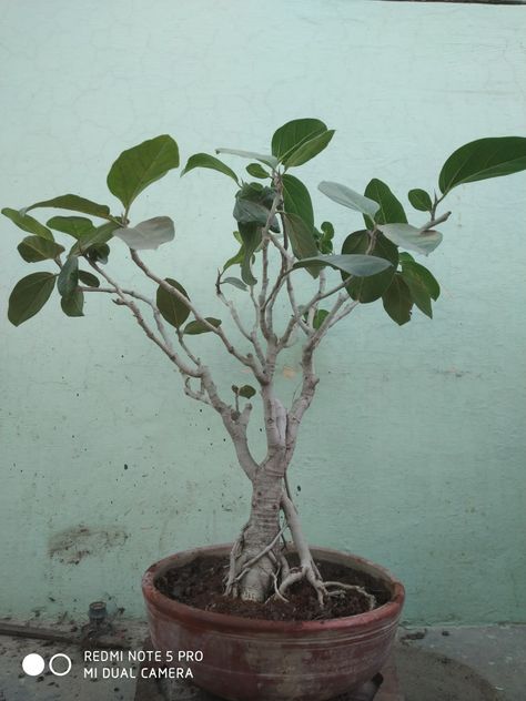 Banyan Tree Bonsai, Banyan Tree, Bonsai Garden, Plants, Green, Quick Saves