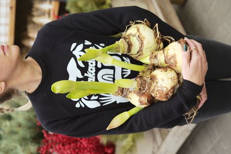 Planting Amaryllis and Paperwhite Bulbs As the days get dark and the winter months become void of color, there is something magical about forcing bulbs to grow and bloom indoors. It’s time to plant winter blooming bulbs! Two types of bulbs are typically planted indoors this time of year. Amaryllis and paperwhites. Amaryllis comes from the Greek word, amarysso which means to sparkle. And oh boy do they put on a show. Paperwhites, or Narcissus papyraceus are closely related Amaryllis And Paperwhites, Narcissus Papyraceus, Forcing Bulbs, Bamboo Stakes, Twig Dogwood, Bulb Vase, Amaryllis Bulbs, Granite Colors, Container Garden