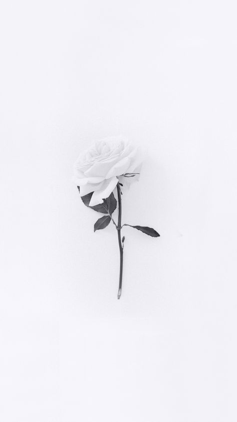 White Paris - White Rose / Flower Wallpaper (Instagram: @white) White Theme Wallpaper, White Minimalist Wallpaper, White Rose Aesthetic, White Roses Aesthetic, Boox Palma, White Iphone Background, White Roses Wallpaper, White Homescreen, White Flower Wallpaper