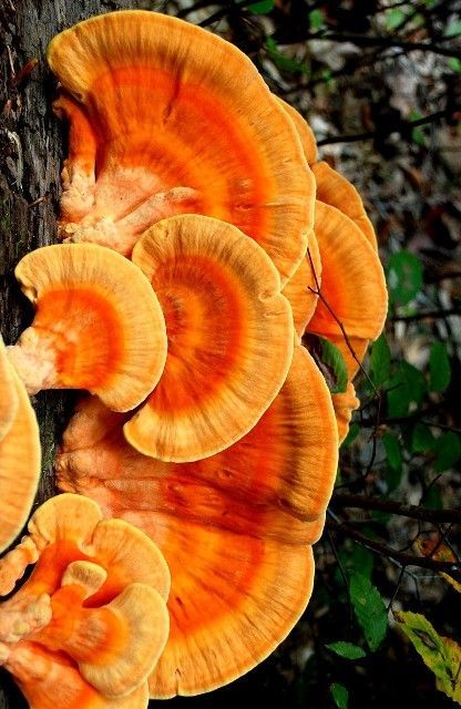 Laetiporus is a genus of edible mushrooms found throughout much of the world. Some species, especially Laetiporus sulphureus, are commonly known as sulphur shelf, chicken of the woods, the chicken mushroom, or the chicken fungus because many think they taste like chicken. Fungi Images, Mushrooms Growing, Chicken Of The Woods, Giant Mushroom, Lichen Moss, Mushroom Pictures, Chicken Mushroom, Slime Mould, Plant Fungus