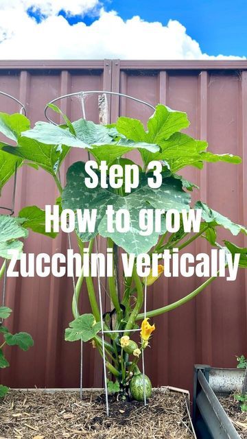 Growing Zucchini Vertically, Backyard Raised Garden, Creative Explained, Growing Zucchini, Zucchini Plants, Windowsill Garden, Bucket Gardening, Vegetable Garden Diy, Fall Garden Vegetables