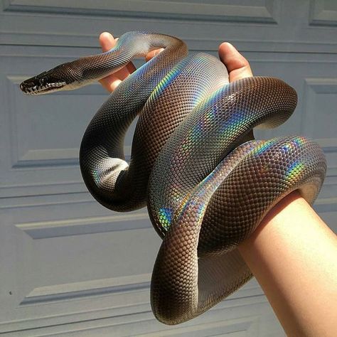 Wow!! Look at this white lipped python! This is an amazing and beautiful snake! By @chrisssssssstopher #reptiles #snakes #python Pretty Snakes, White Lips, Rabbit Cages, Cute Reptiles, Cute Snake, Beautiful Snakes, Pet Snake, Ball Python, A Snake