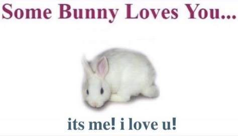 Some Bunny Loves You, I Love U, I Love My Girlfriend, Mia 3, Love My Boyfriend, Cute Memes, Wholesome Memes, Love U, What’s Going On