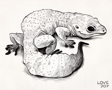 Leopard gecko by evanlovejoy (TUMBRL) Gecko Illustration, Lovejoy Art, Illustration Art Painting, Gecko Wall Art, Lizard Gecko, Cute Lizard, Petit Tattoo, Animal Drawings Sketches, Leopard Gecko