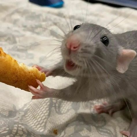 Cute Desserts Easy To Make, Funny Rats, Fancy Rat, Pet Mice, A Rat, Cute Rats, Funny Animal Photos, Most Beautiful Animals, Mouse Rat