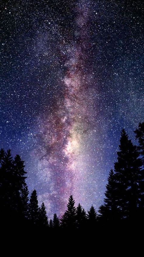 tall-trees-forest-landscape-galaxy-wallpaper-4k-star-filled-sky-above-the-trees The Night Sky, Night Sky, Trees, Iphone, Stars