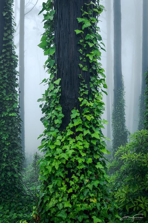 Nature Witch, Book Cover Design Inspiration, Misty Forest, Entrance Design, I Really Appreciate, Botanical Beauty, Tree Tattoo, Magical Forest, Environmental Art