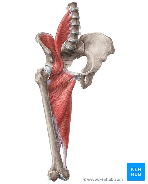 Thigh Muscle Anatomy, Elbow Anatomy, Sartorius Muscle, Hip Anatomy, Femoral Nerve, Greater Trochanter, Gluteal Muscles, Gluteus Medius, Human Body Anatomy