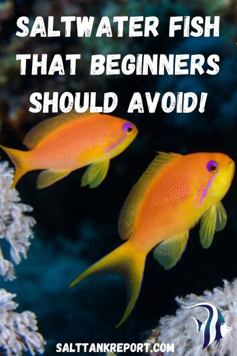 Check out our list of saltwater fish that should be avoided if you are a beginner. #saltwaterfish #saltwaterfishforbeginners #saltwatertanks #marinelife Saltwater Aquarium Design, Saltwater Fish Tank Ideas, Salt Water Aquarium Ideas, Small Saltwater Tank, Salt Water Fish Tank, Saltwater Tank Setup, Saltwater Aquarium Beginner, Pet Octopus, Reef Tank Aquascaping