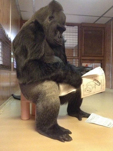 "Ndume enjoys sitting in or on little things ... Koko The Gorilla, Funny Gorilla Pictures, Gorilla Pfp, Koko Gorilla, Gorilla Wallpaper, Gorilla Funny, Funny Monkey Pictures, Gorillas Art, Strongest Animal