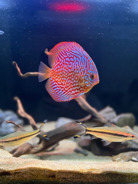 Discus FİSH Hexagon Fish Tank, Discus Aquarium, Social Media Specialist, Aquarium Setup, Discus Fish, Beta Fish, Digital Marketing Seo, Puppy Supplies, Types Of Fish