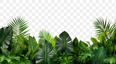 Jungle Design Graphic, Green Backgrounds Aesthetic, Plant Poster Design, Green Forest Aesthetic, Plant Backdrop, Graphical Poster, Dollars Money Wallpaper, Bamboo Background, Leaves Border