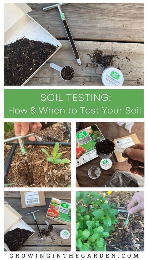 We ask a lot of our garden soil. Plants need to sprout, grow, and produce a harvest, usually within a few weeks or months. “A healthy garden starts with healthy soil.” Testing your soil takes the guesswork out of what your soil needs. Healthy Soil, Soil Testing, Healthy Garden, Garden Tips, Garden Soil, Farm Gardens, Plant Needs, Cut Flowers, Vegetable Garden