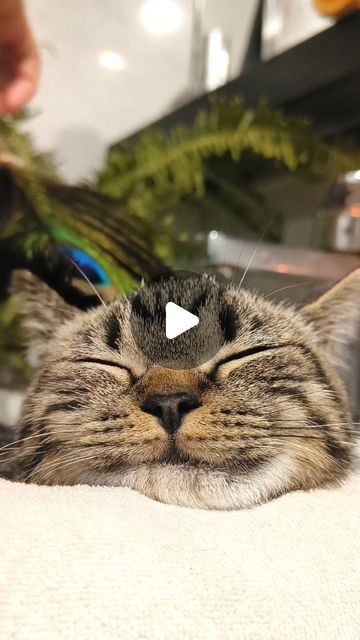 3.3M views · 629K likes | Yuumi_cat9 on Instagram: "This is my pet paradise. You can come in and have a look~ Give the babies more fun 🥰  https://petsworld.shopping/  #cat #catsoftheworld #catsoftheday #catsgram #pet #petlovers #petlover #petsofinstagram #funny #funnyvideos #cute #cutecats #kitten #kittenlove #kittycat #spa #asmr" Funny Cat Photos, Baby Kitten Videos, Funny Looking Cats, Pet Paradise, Very Cute Puppies, Cat And Dog Videos, Tabby Kitten, Pet Kitten, Kitten Love