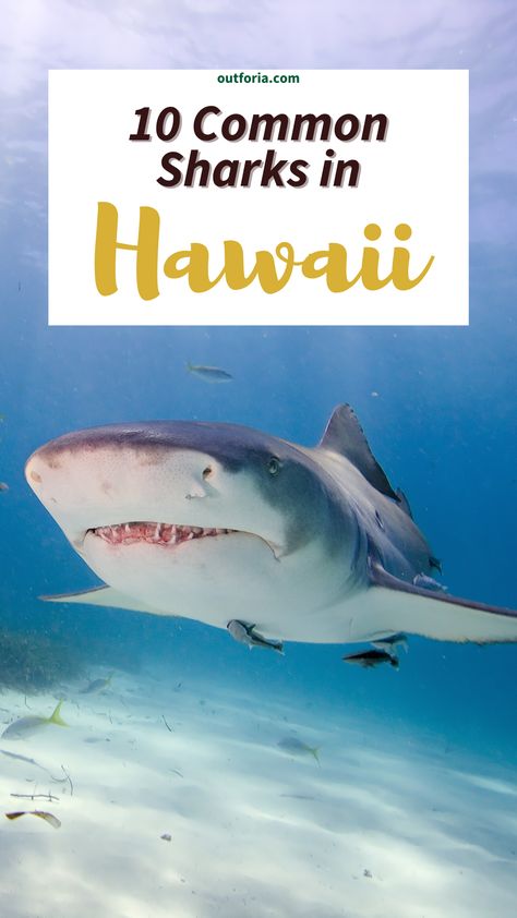 If you’ve ever thought of visiting Hawaii, you’ve probably wondered what kinds of sharks call the waters home. After all, most people go to Hawaii hoping to swim in their beautiful waters. There are about 40 species of sharks in Hawaii. However, only 10 of these species will make it close to shore where you’ll likely be swimming. Rather than spending your vacation worrying about the sharks around you, let’s learn about them. Read the latest Outforia's article for more! Hawaii Culture, Sandbar Shark, Galapagos Shark, Visiting Hawaii, Grey Reef Shark, Hawaiian Names, Continental Shelf, Species Of Sharks, Small Shark