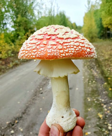 Mushroom Tincture, Fly Agaric Mushroom, Cottagecore Mushroom, Tumblr Food, Amanita Muscaria, Fly Agaric, Arctic Circle, Health Benefits, How To Use