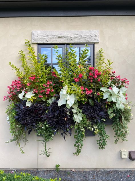 Window boxes ideas