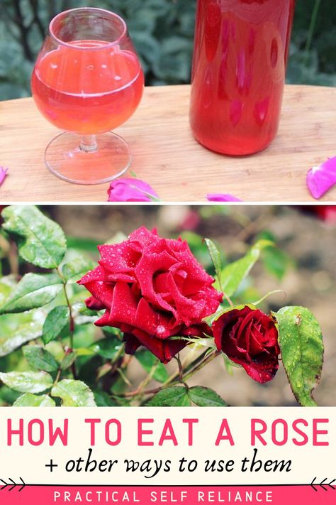 When I was a kid, growing roses just seemed silly. Why would you spend all that time on something you couldn’t even eat? I was practical then as now, but now I know that roses are not only edible, they’re delicious! Use them for food, drink, desserts, beauty, and more! Rose Cocktail Recipes, Fruit Kabob, Cordial Recipe, Homemade Limoncello, Edible Flowers Recipes, Fruit Recipes Healthy, Edible Roses, Rose Cocktail, Edible Wild Plants