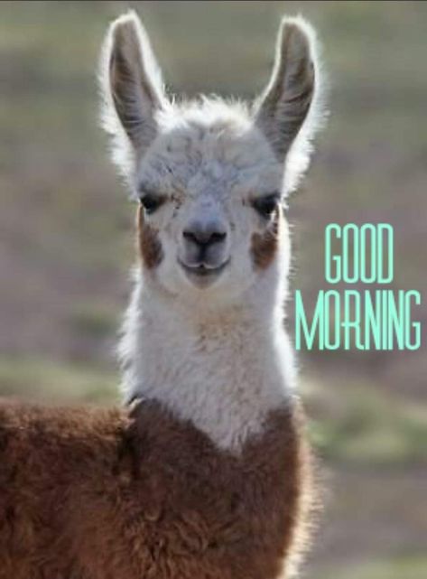 Good Morning Memes Funny Hilarious, Funny Good Morning Memes Humor, Funny Good Morning Messages, Good Morning Posters, Good Morning Animals, Cute Animal Goodnight Meme, Alpaca Memes Hilarious, Morning Memes, Llama Meme Funny