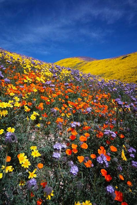 Super Bloom - Desert Wildflower Reports for Southern California by DesertUSA California Wildflowers, Wildflowers Photography, Super Bloom, Wildflower Garden, To Infinity And Beyond, Nature Aesthetic, Shade Garden, Flower Field, Raised Garden Beds