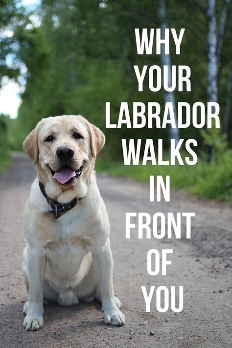 This post will show you a number of reasons why your Labrador might walk in front of you. Royal Canin Dog Food, Labrador Retriever Facts, Labrador Facts, English Labrador, Dog Behaviorist, Labrador Funny, Puppy Teething, Yellow Labrador Retriever, Labrador Retriever Puppies