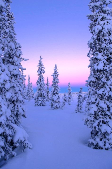 intotheclearing: byReinhard Strickler Blue Sky, National Park, Trees, Forest, Pink, Blue