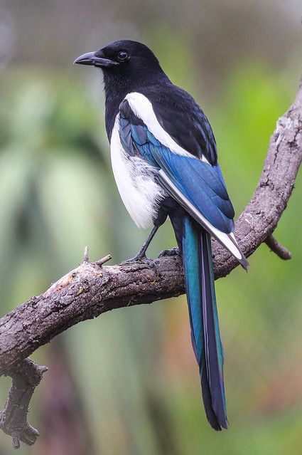 Magpie Color Palette, Magpies Bird, Magpie Photography, Magpie Tattoo, Magpie Art, Magpie Bird, Pretty Animals, Bird Pictures, Bird Drawings