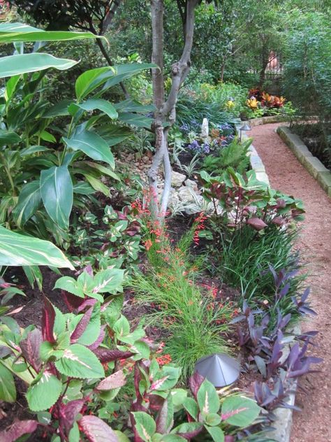 Shade Plants for Central Texas – Lisa's Landscape & Design Texas Native Plants Landscaping, Native Plant Landscape, Texas Landscaping, Texas Plants, Shade Landscaping, Texas Native Plants, Shade Garden Design, Texas Gardening, Shade Flowers